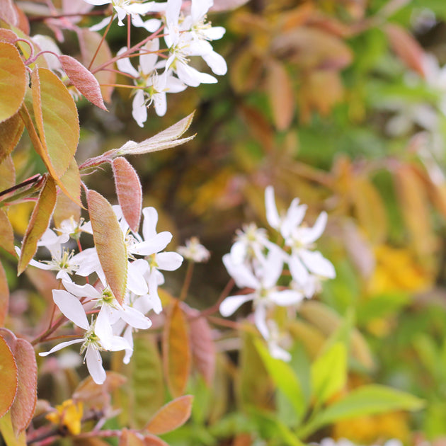 Amelanchier Lamarckii hedging