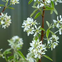 Amelanchier Rainbow Pillar