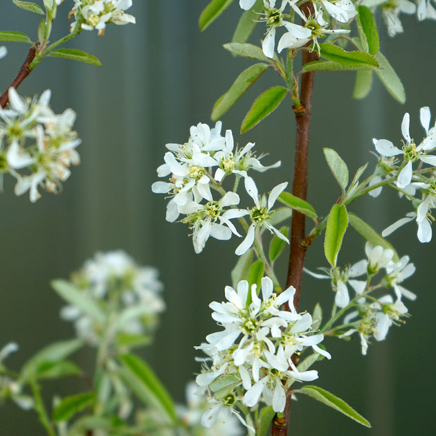Amelanchier Rainbow Pillar