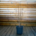 Amelanchier Rainbow Pillar_multistem tree