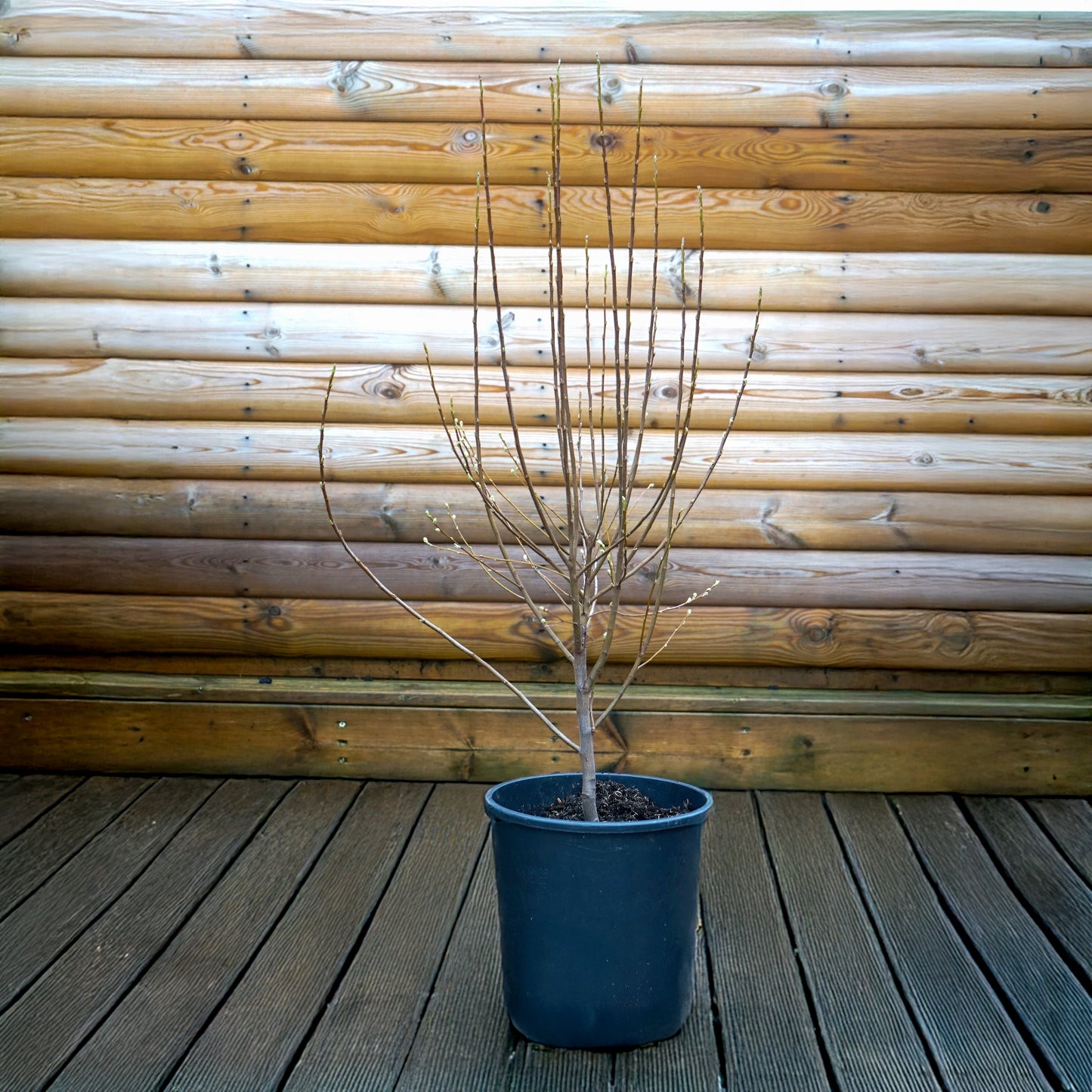 Amelanchier Rainbow Pillar_multistem tree