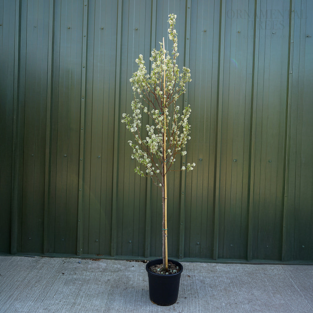 Amelanchier Rainbow Pillar Tree