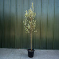 Amelanchier Rainbow Pillar Tree