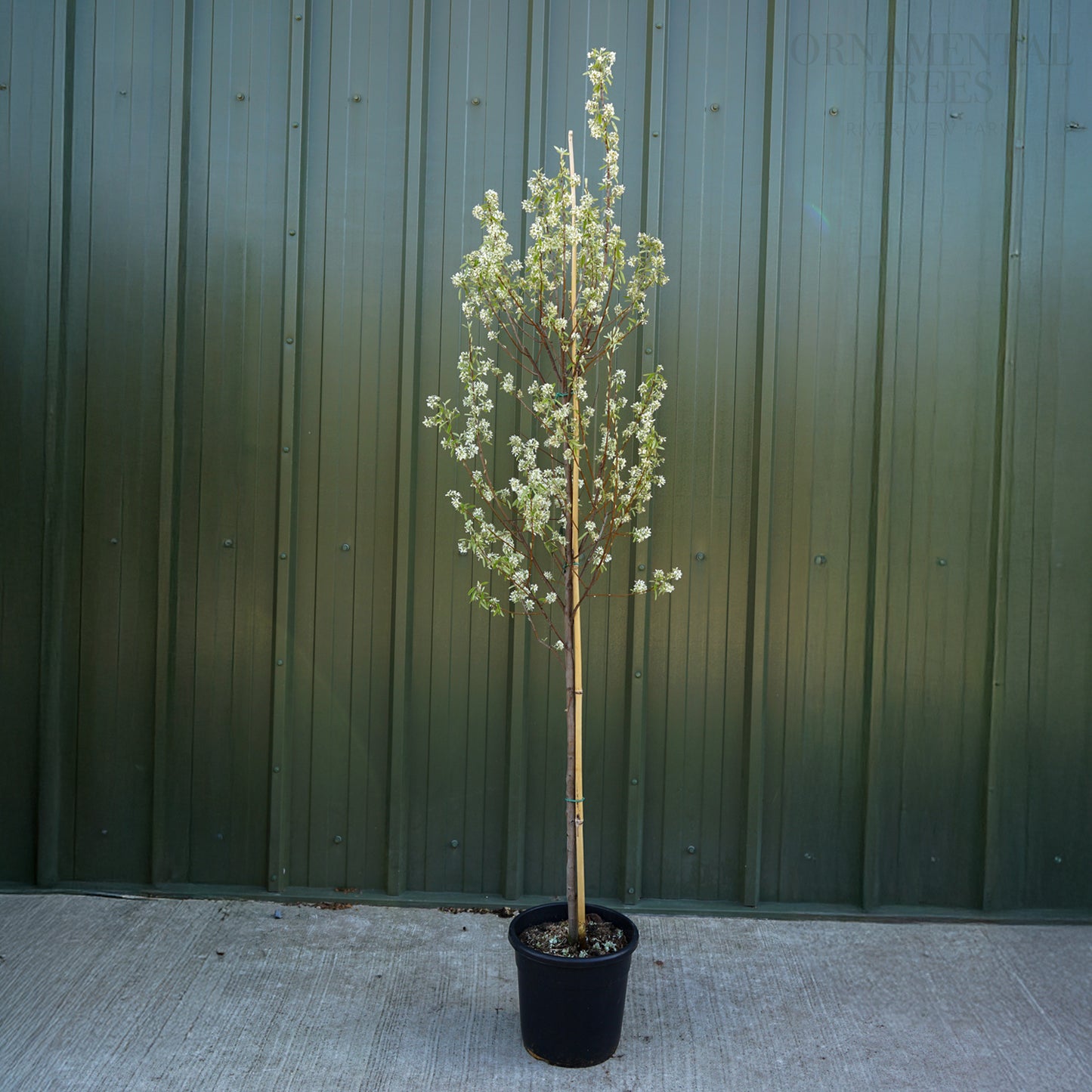 Amelanchier Rainbow Pillar Tree