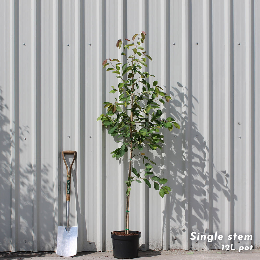 Amelanchier lamarckii single stem tree