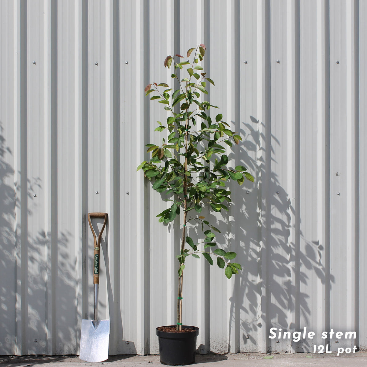 Amelanchier lamarckii single stem tree