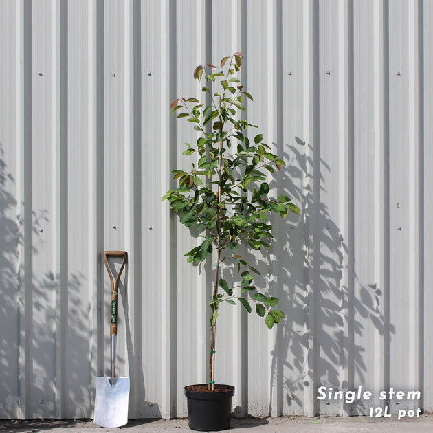 Amelanchier lamarckii single stem tree