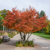Amelanchier lamarckii multistem in autumn