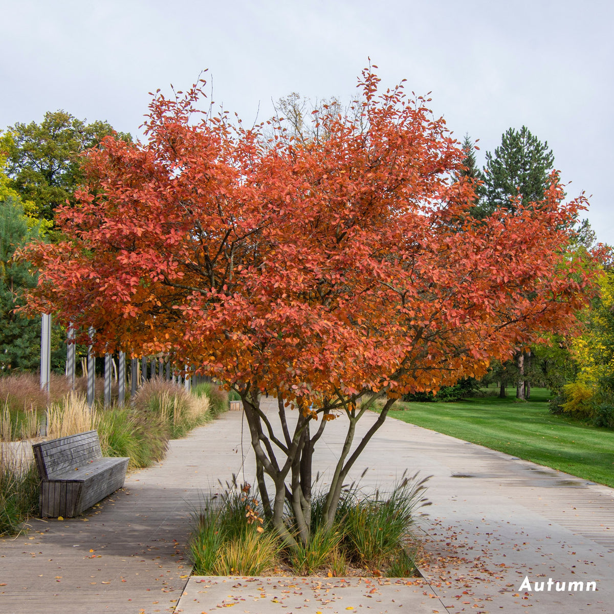 Amelanchier lamarckii multistem in autumn