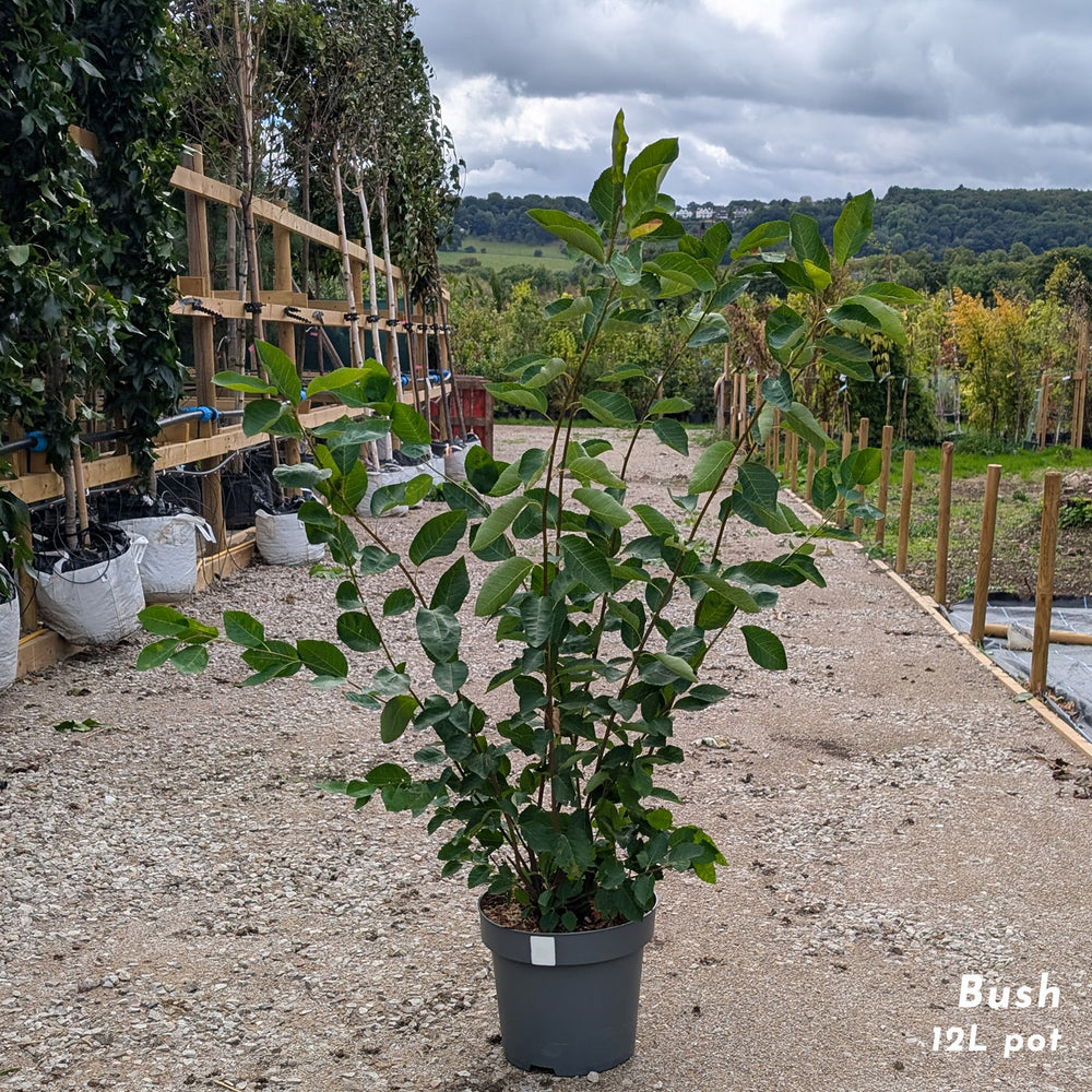 Amelanchier lamarckii bush in 12 litre pot