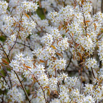 Amelanchier lamarckii hedge