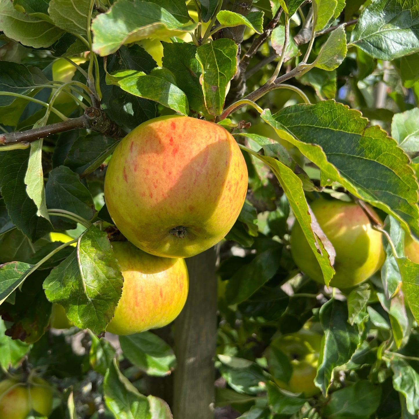 Apple 'Bountiful'