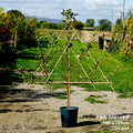 Fan trained (150cm height x 120cm width), MM106 (semi-vigorous), 12L pot