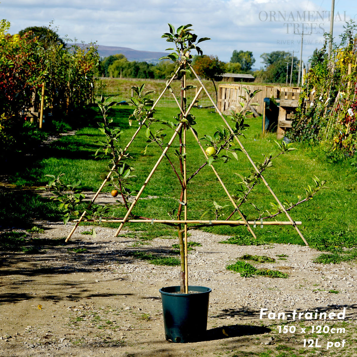 Apple Braeburn, Fan trained ,12L pot