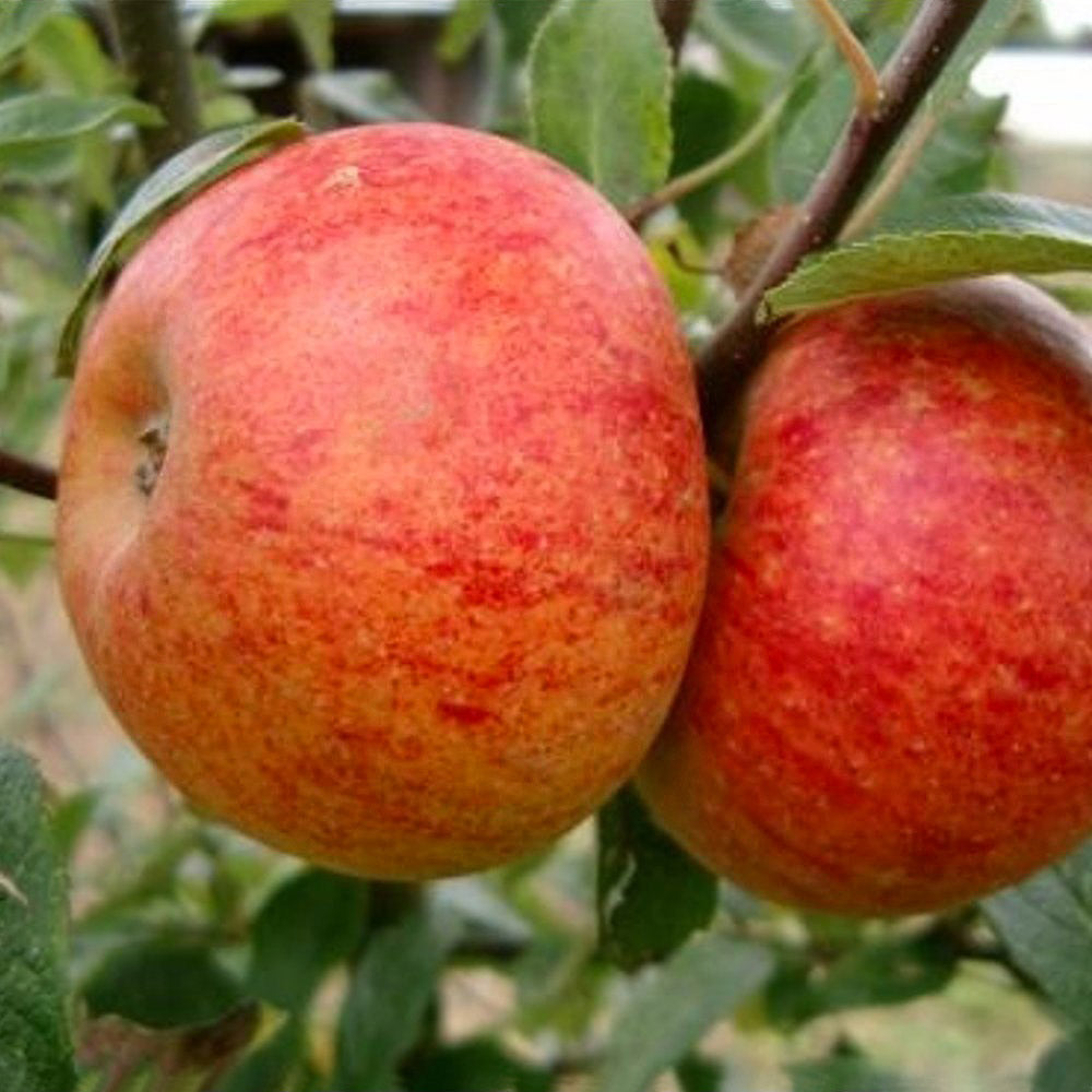 Charles Ross Apple tree