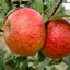 Charles Ross Apple tree