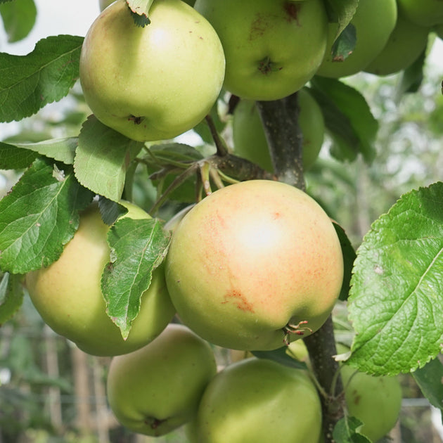 Malus Christmas Pippin with apples on