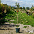Fan trained (150cm height x 120cm width), MM106 (semi-vigorous), 12L pot