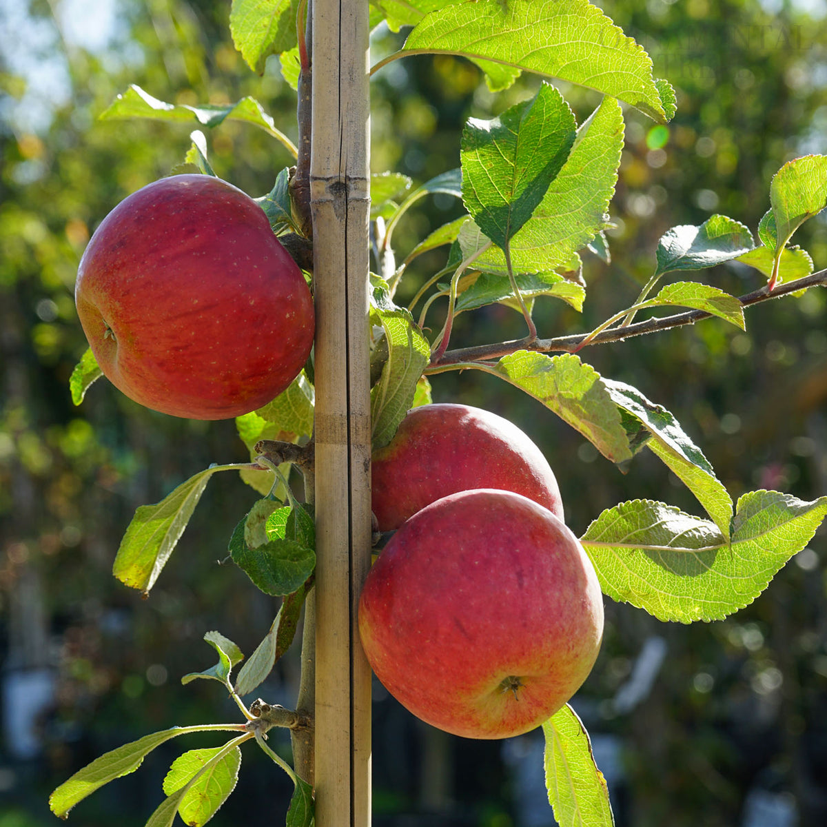 Apple Cox's Orange Pippin