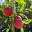 Apple Cox's Orange Pippin