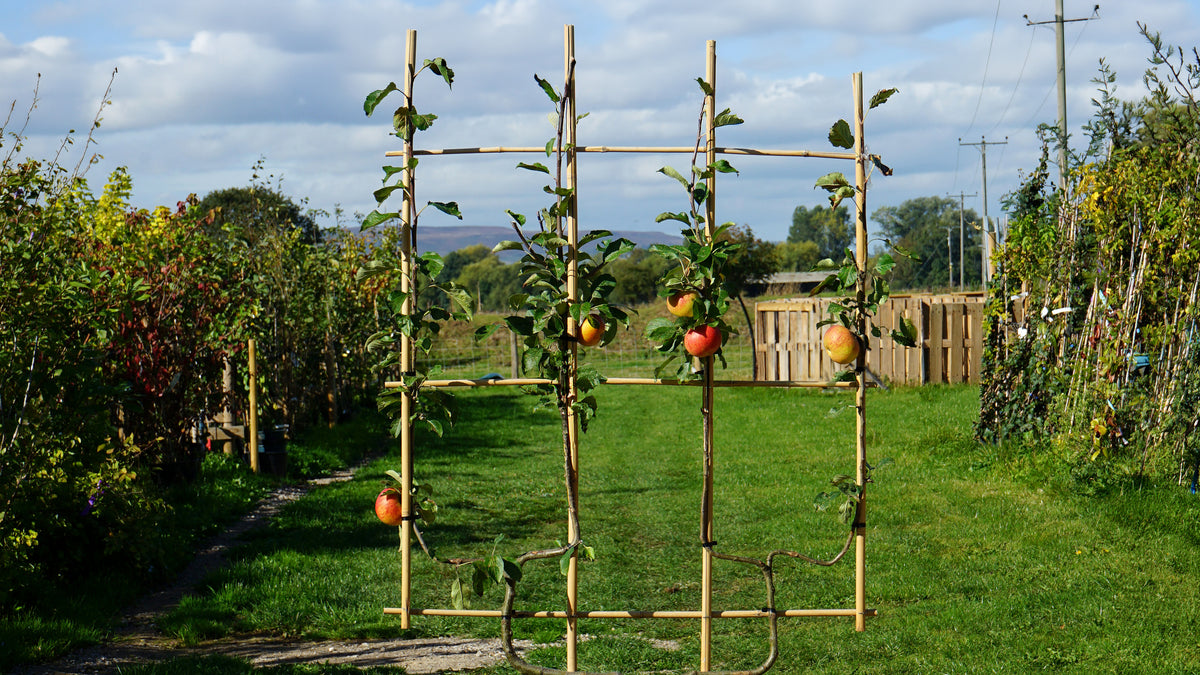 Ornamental Trees
