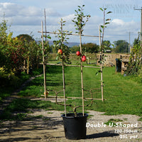 'Elstar' Apple Tree