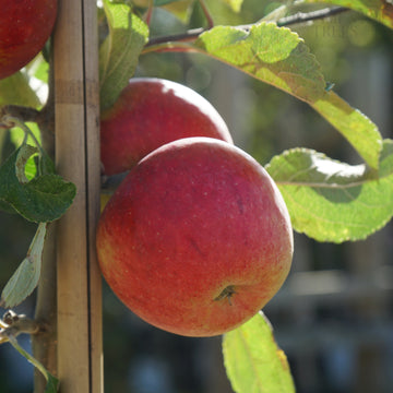 Apple Elstar 