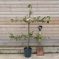 Espalier apple tree in pot