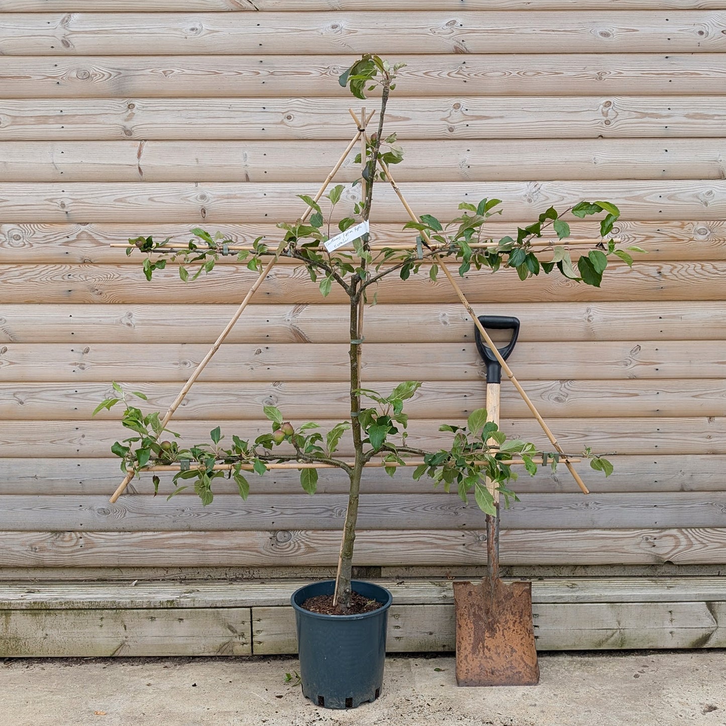 Espalier apple tree in pot