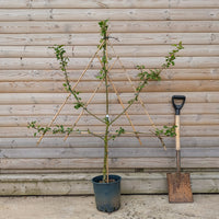 Fan trained apple tree