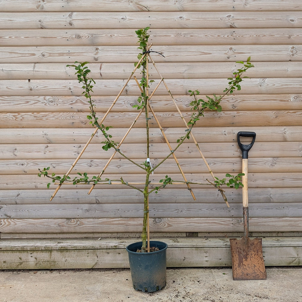 Fan trained apple tree