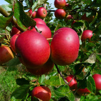 Assorted Eating Apple Trees