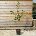 Apple Fiesta MM106 12L pot