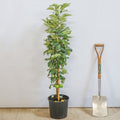 Cordon, 120-150cm, A2 (patio very-dwarf), 12L pot