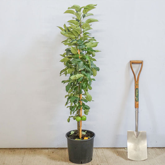 Greenfinch Columnar Apple tree