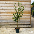 Apple 'James Grieve' M26 12L pot