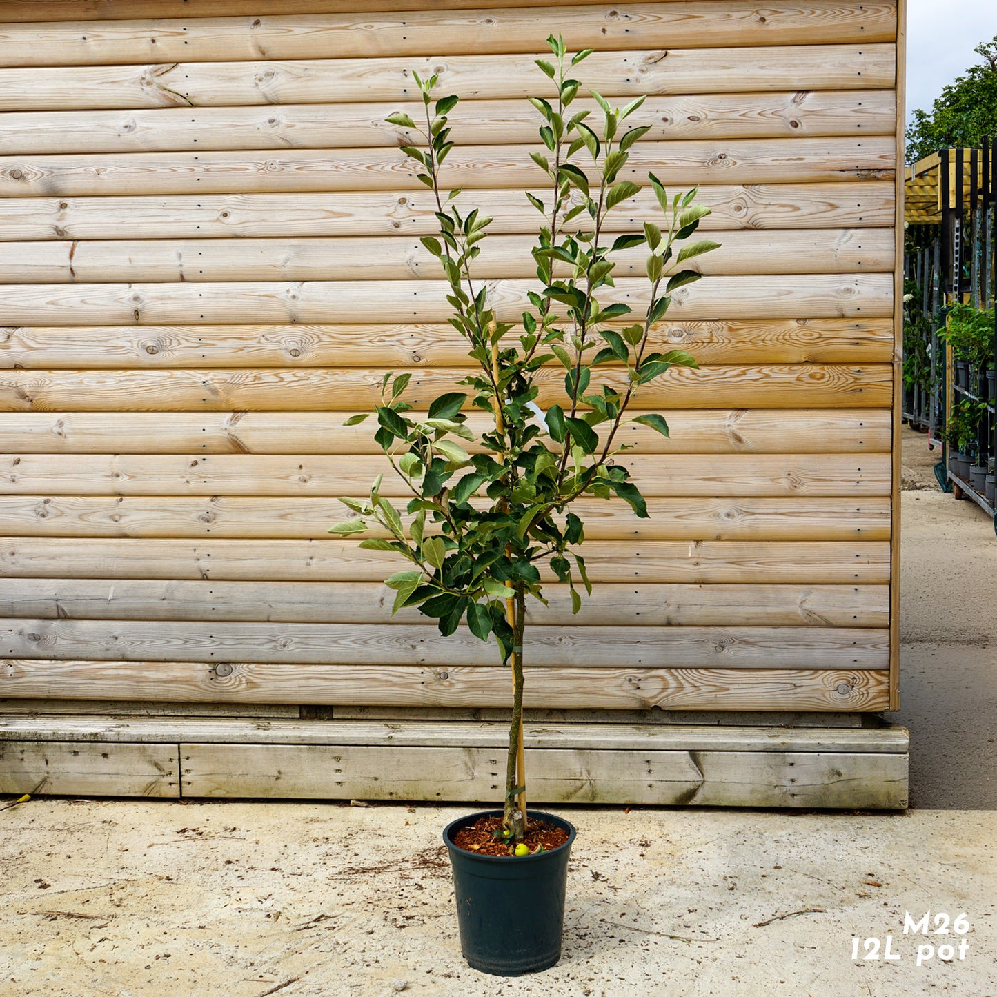 Apple 'James Grieve' M26 12L pot