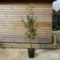 Apple 'Katy' MM106 12L pot 