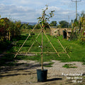 Fan trained (150cm height x 120cm width), MM106 (semi-vigorous), 12L pot