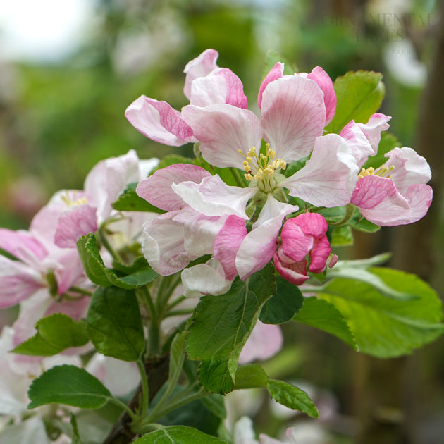 Apple Peter's Gold Flowers