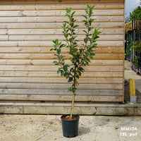 Apple 'Red Devil' MM106 12L sq