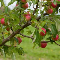 Malus domestica 'Red Falstaff' tree with apples