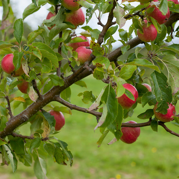 Malus domestica 'Red Falstaff' tree with apples