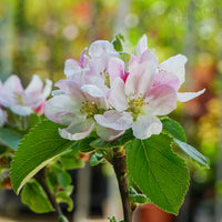 Apple 'Red Windsor' flowers