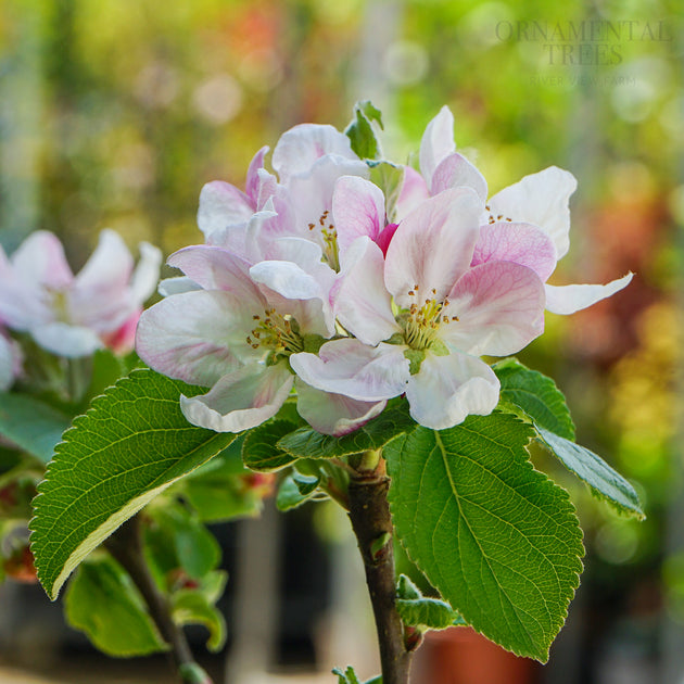 Apple 'Red Windsor' flowers