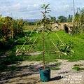 Fan trained (150cm height x 120cm width), MM106 (semi-vigorous), 12L pot