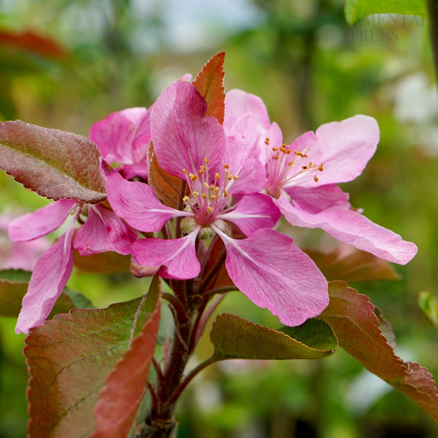 Apple Tickled Pink Flowers