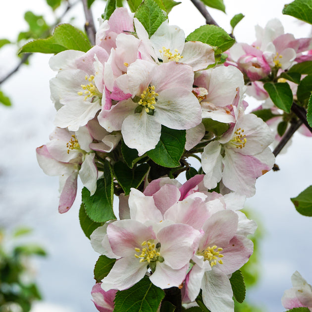 Laxton's Superb Apple blossom