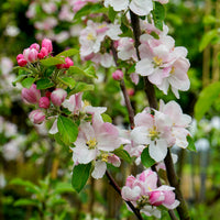 Laxton's Superb Apple blossom