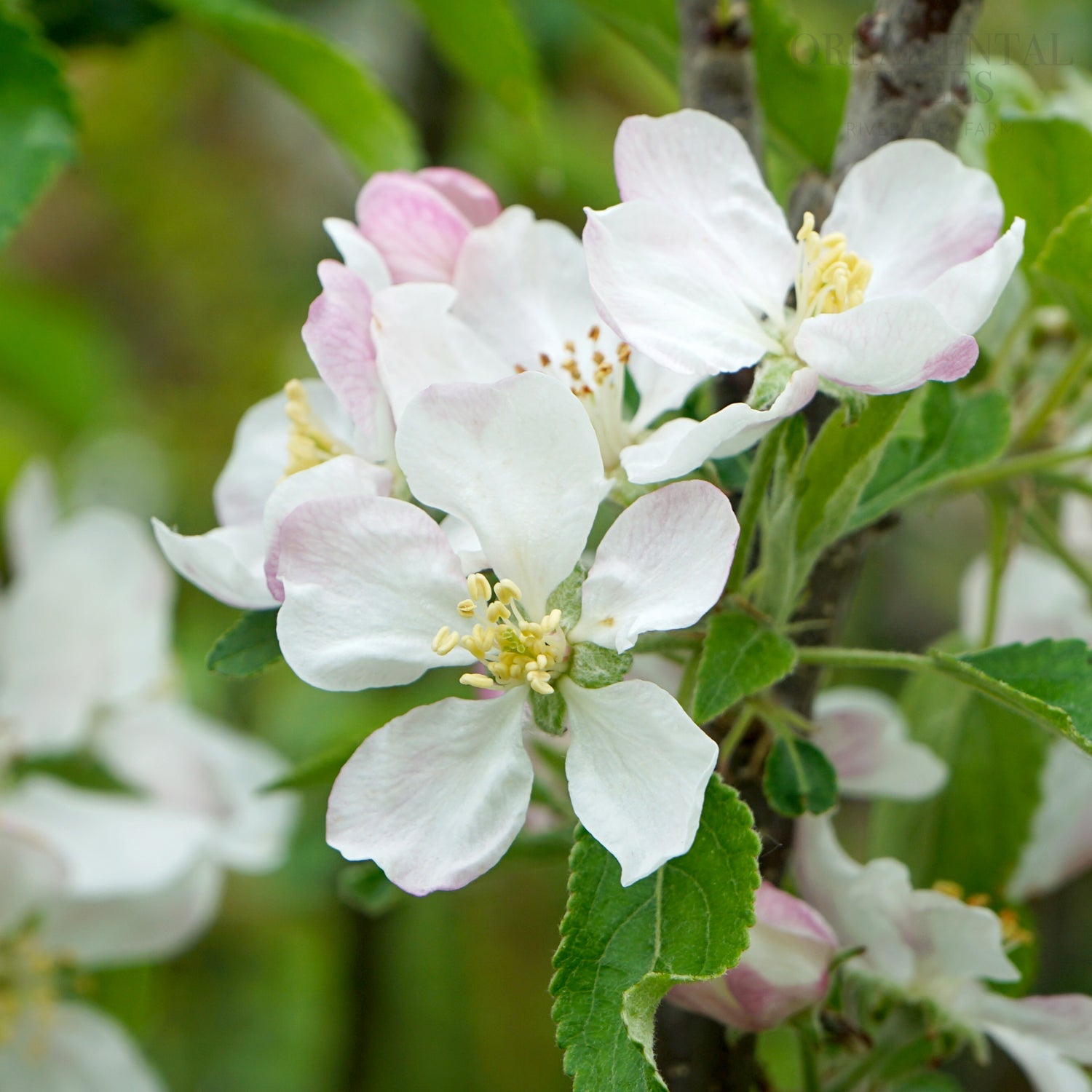 Limelight Apple Tree | Eating & Juicing Apples | Ornamental Trees